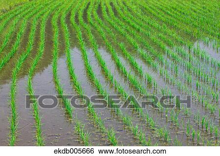 Rice Field View Large Photo Image Stock Photograph - Rice Field. Fotosearch