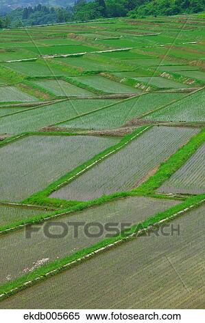 Stock Photography - Rice Field. Fotosearch