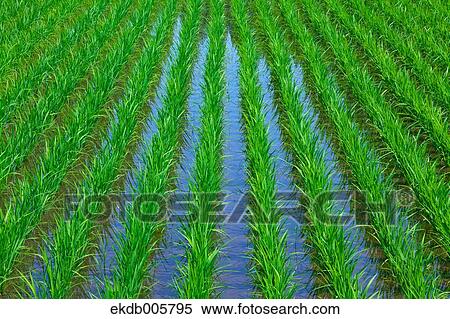 Rice Field View Large Photo Image Stock Photography - Rice Field. Fotosearch