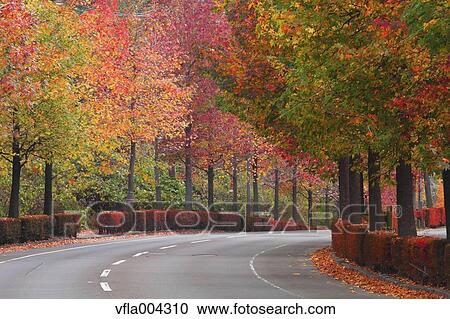 Stock Image - Road and Autumn leaves. Fotosearch