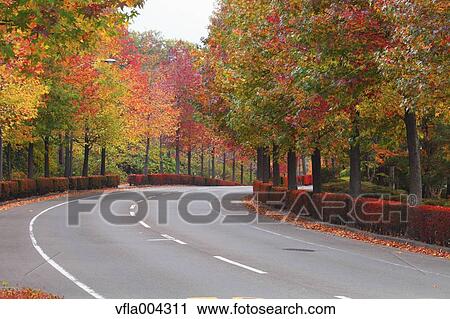 Stock Image - Road and Autumn leaves. Fotosearch