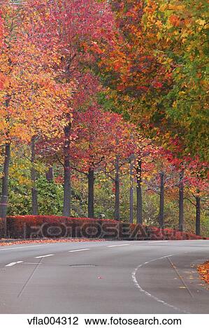 Stock Image - Road and Autumn leaves. Fotosearch