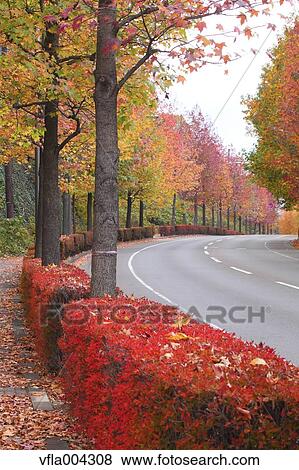 Road and Autumn leaves View Large Photo Image Stock Photo - Road and Autumn leaves. Fotosearch