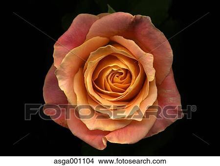 Picture - Rose flower. Fotosearch