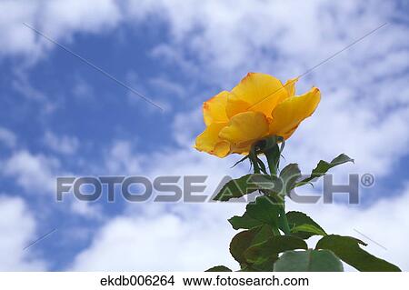 Rose flower View Large Photo Image Picture - Rose flower. Fotosearch