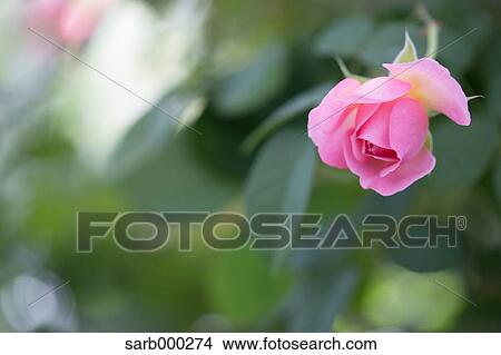 Picture - Rose flower. Fotosearch