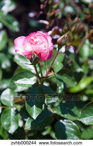 Picture - Rose flower. Fotosearch