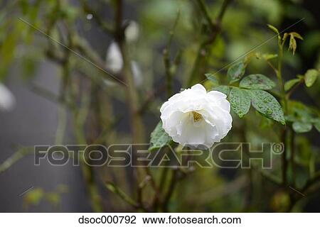 Rose flower View Large Photo Image Stock Image - Rose flower. Fotosearch