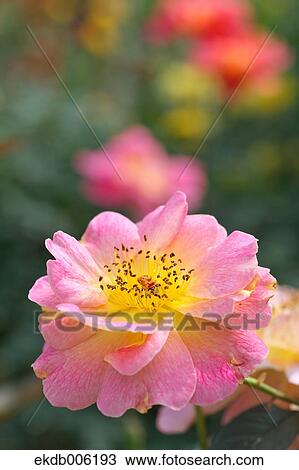 Rose flower View Large Photo Image Stock Image - Rose flower. Fotosearch