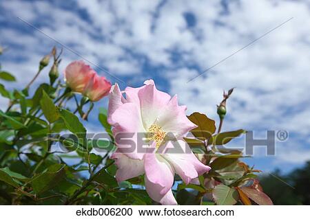 Rose flower View Large Photo Image Stock Image - Rose flower. Fotosearch