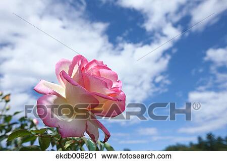 Rose flower View Large Photo Image Stock Image - Rose flower. Fotosearch