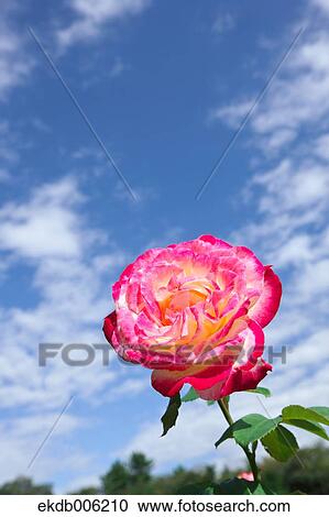 Rose flower View Large Photo Image Stock Image - Rose flower. Fotosearch