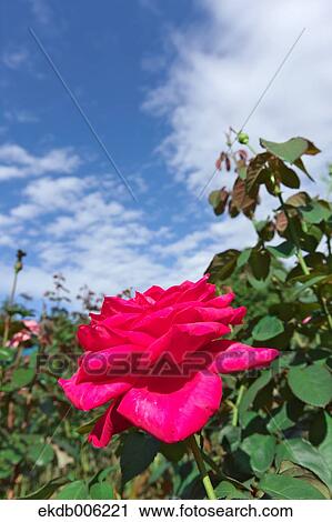 Rose flower View Large Photo Image Stock Image - Rose flower. Fotosearch