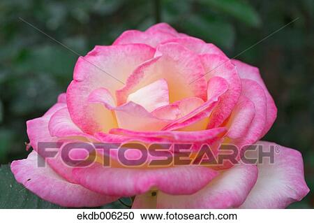 Stock Image - Rose flower. Fotosearch