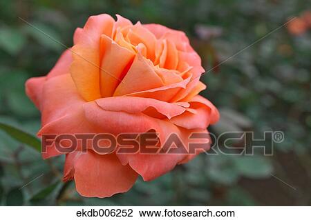 Rose flower View Large Photo Image Stock Image - Rose flower. Fotosearch