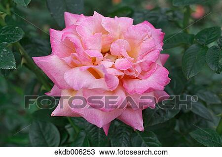 Rose flower View Large Photo Image Stock Image - Rose flower. Fotosearch