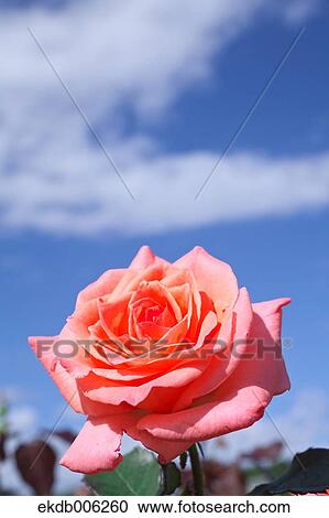 Rose flower View Large Photo Image Stock Image - Rose flower. Fotosearch
