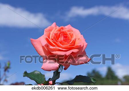 Rose flower View Large Photo Image Stock Image - Rose flower. Fotosearch