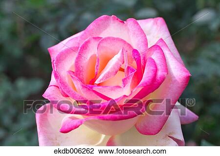 Rose flower View Large Photo Image Stock Image - Rose flower. Fotosearch