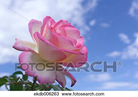 Rose flower View Large Photo Image Stock Image - Rose flower. Fotosearch