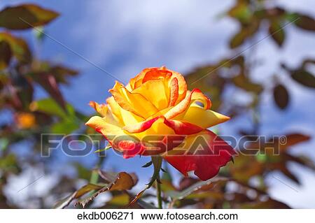 Rose flower View Large Photo Image Stock Image - Rose flower. Fotosearch