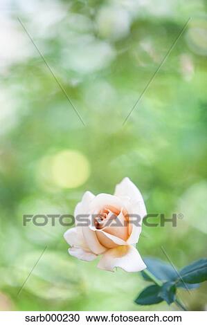 Rose flower View Large Photo Image Stock Image - Rose flower. Fotosearch
