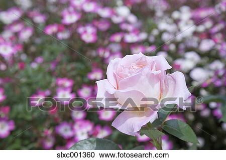 Stock Image - Rose flower. Fotosearch