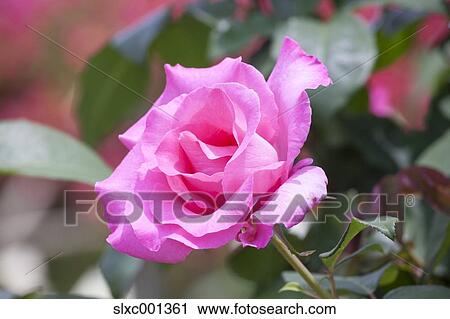 Stock Image - Rose flower. Fotosearch