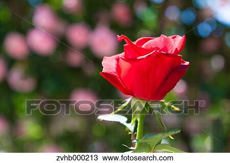 Stock Image - Rose flower. Fotosearch