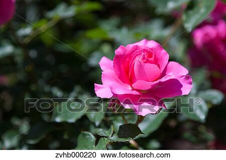 Stock Image - Rose flower. Fotosearch
