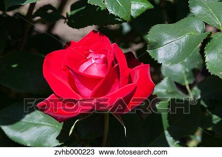 Stock Image - Rose flower. Fotosearch