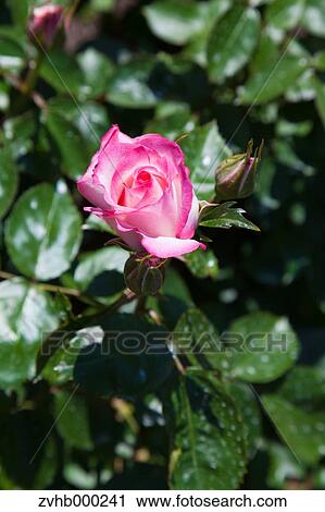 Stock Image - Rose flower. Fotosearch