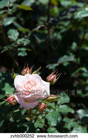 Rose flower View Large Photo Image Stock Image - Rose flower. Fotosearch