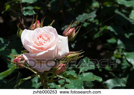 Rose flower View Large Photo Image Stock Image - Rose flower. Fotosearch