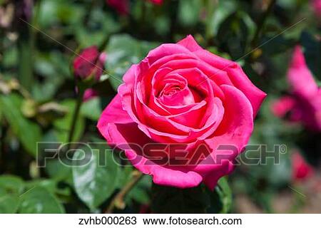 Rose flower View Large Photo Image Stock Image - Rose flower. Fotosearch