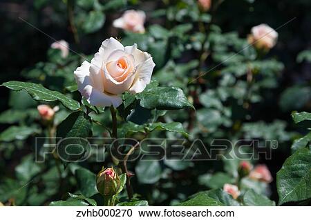 Stock Image - Rose flower. Fotosearch