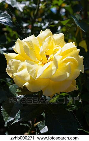 Stock Image - Rose flower. Fotosearch