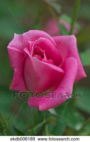 Rose flower View Large Photo Image Stock Photo - Rose flower. Fotosearch