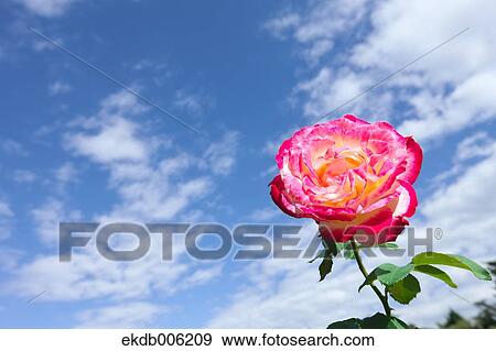 Rose flower View Large Photo Image Stock Photo - Rose flower. Fotosearch