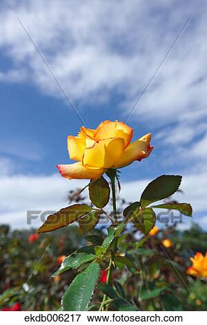 Rose flower View Large Photo Image Stock Photo - Rose flower. Fotosearch