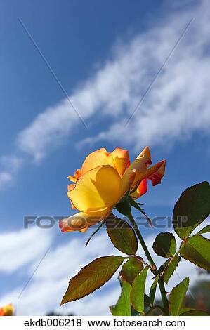 Rose flower View Large Photo Image Stock Photo - Rose flower. Fotosearch