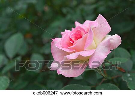 Rose flower View Large Photo Image Stock Photo - Rose flower. Fotosearch