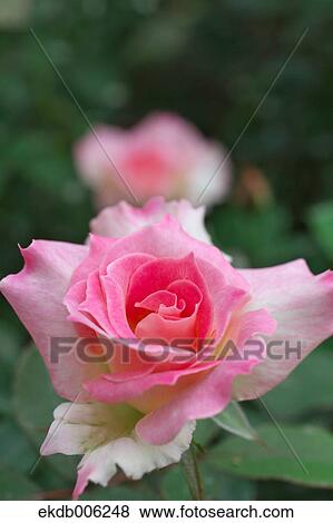 Rose flower View Large Photo Image Stock Photo - Rose flower. Fotosearch