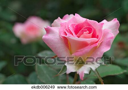 Rose flower View Large Photo Image Stock Photo - Rose flower. Fotosearch