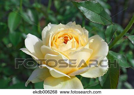 Rose flower View Large Photo Image Stock Photo - Rose flower. Fotosearch