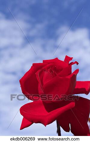 Rose flower View Large Photo Image Stock Photo - Rose flower. Fotosearch