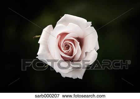 Stock Photo - Rose flower. Fotosearch
