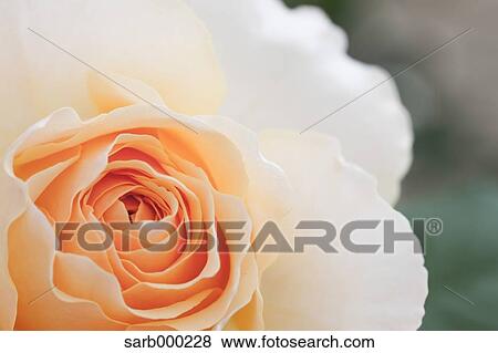 Rose flower View Large Photo Image Stock Photo - Rose flower. Fotosearch