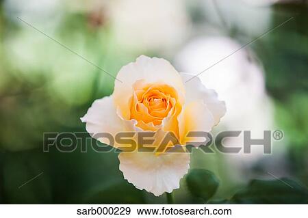 Rose flower View Large Photo Image Stock Photo - Rose flower. Fotosearch
