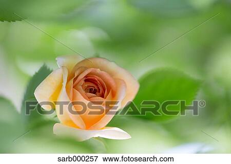 Rose flower View Large Photo Image Stock Photo - Rose flower. Fotosearch